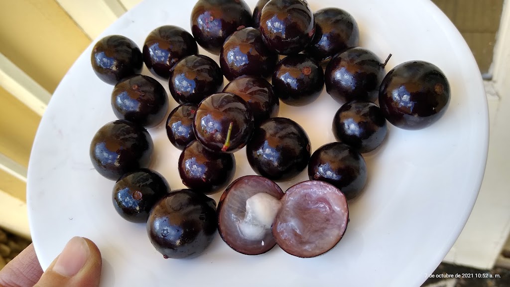 Jaboticaba Eldorado - Native Sweet Variety
