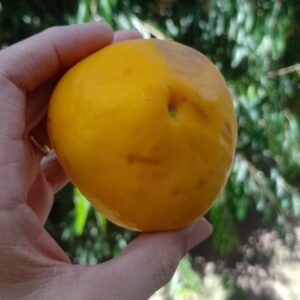 Large-Fruit Ubajay (Eugenia myrcianthes) (April Pre-sale)