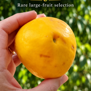 Large-Fruit Ubajay  - Very sweet! (Eugenia myrcianthes) (September Pre-sale)