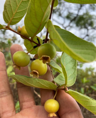 Guavira-Açú (C. pubescens) (New! Very rare!)
