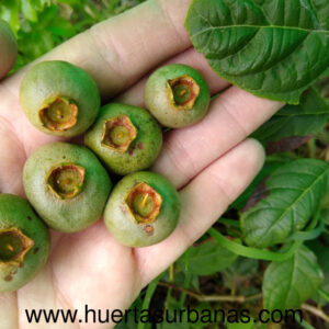 Sprouted Campomanesia neriiflora - White Guabiroba / Guavirá Johvy - Ultra-rare