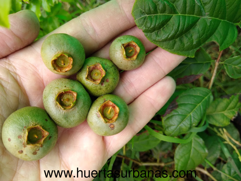 Sprouted Campomanesia neriiflora - White Guabiroba / Guavirá Johvy - Ultra-rare