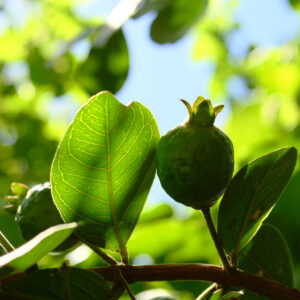 Hybrid Arazá (Psidium guineense x Psidium grandifolium) April Pre-sale