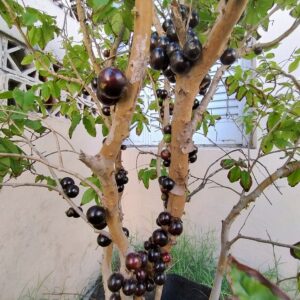 Sprouted! Black Hybrid Jaboticaba (Plinia cauliflora x aureana) (Aprl Pre-sale)