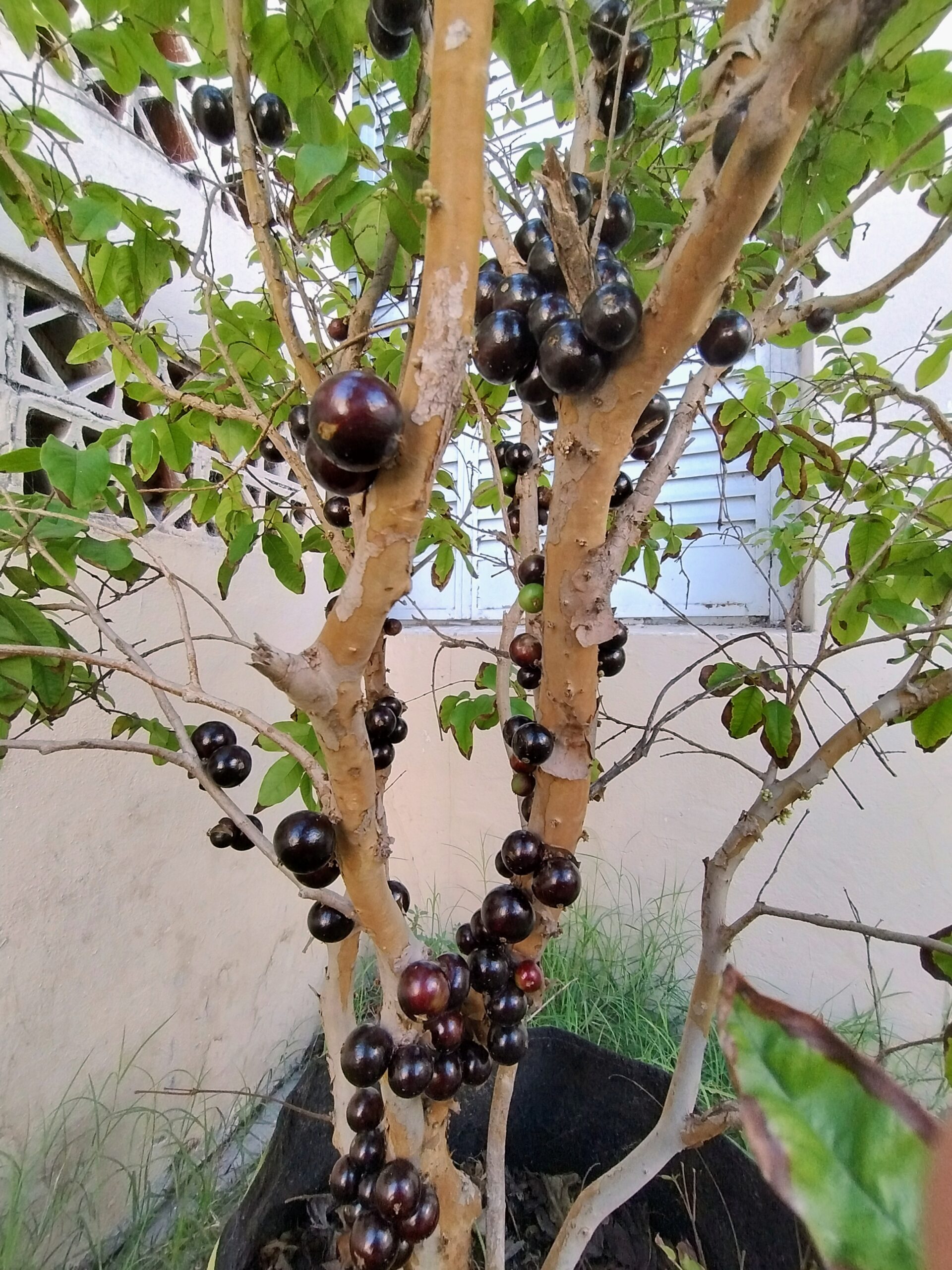 Sprouted! Black Hybrid Jaboticaba (Plinia cauliflora x aureana) (Aprl Pre-sale)