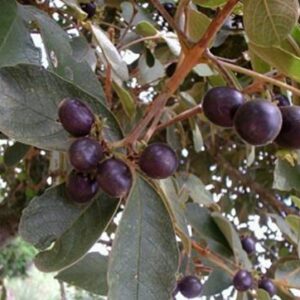 Vitex megapotamica – (rare)