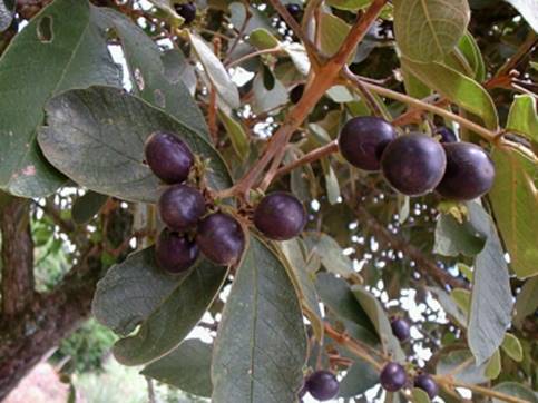 Vitex megapotamica – (rare)