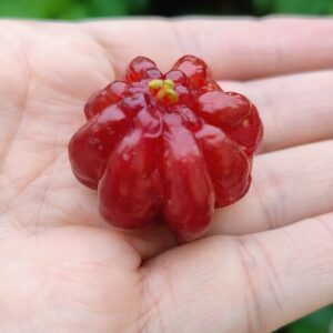 Giant Red Pitanga (Eugenia uniflora var. gigantea)