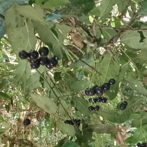 Aff. Vitex spp. #2 – (ultra-rare) (New!)