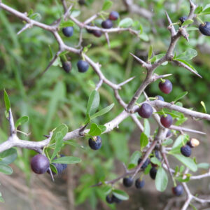 Piquillín Grande Seeds (Condalia boxifolia)