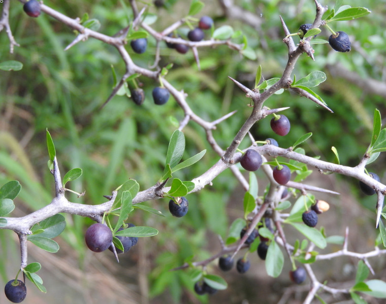 Piquillín Grande Seeds (Condalia boxifolia)