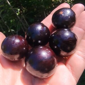 (New!) Jaboticaba de Capiovi (Plinia sp.)