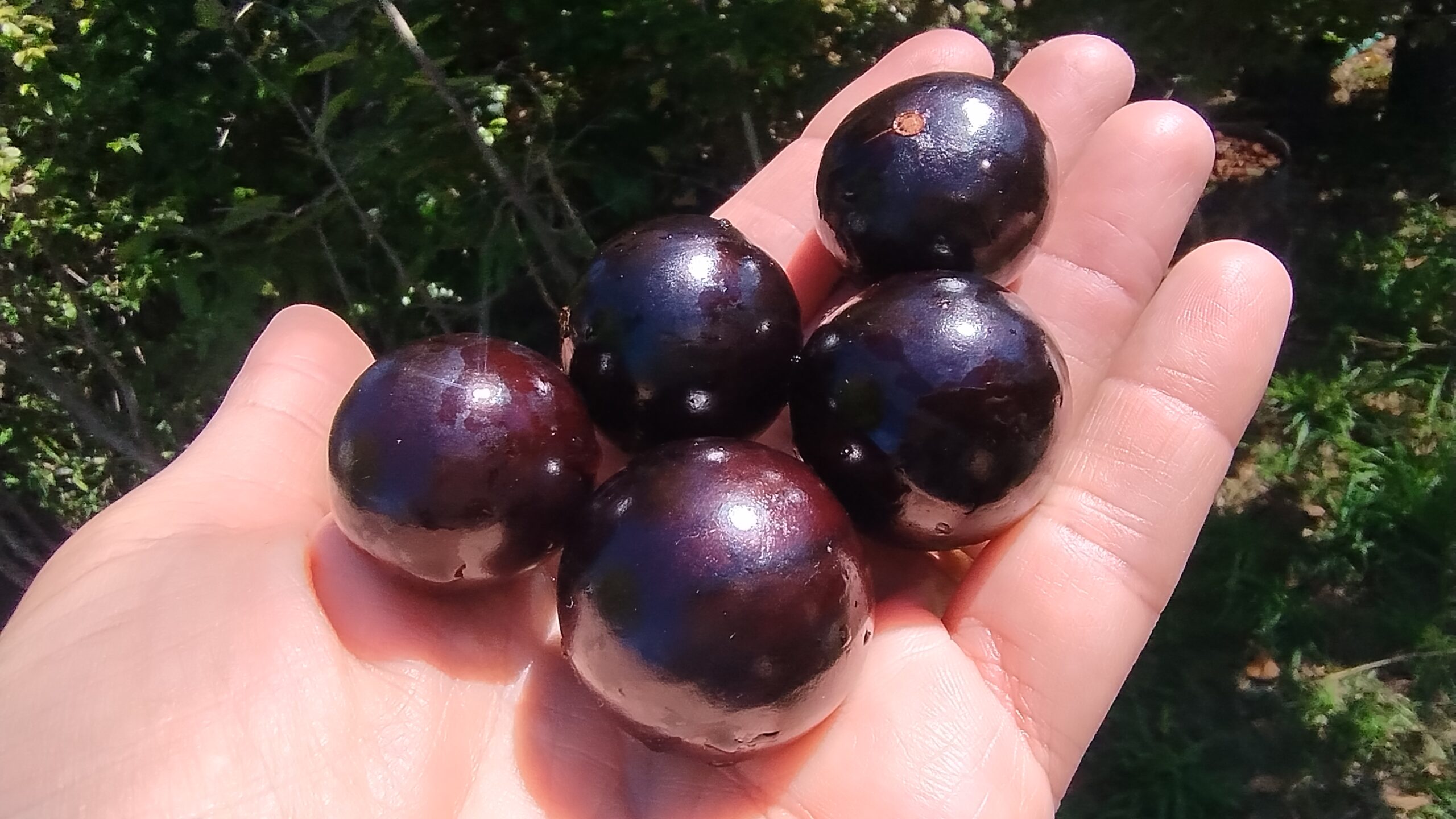 New!) Jaboticaba de Capiovi (Plinia sp.) – Huertas Urbanas