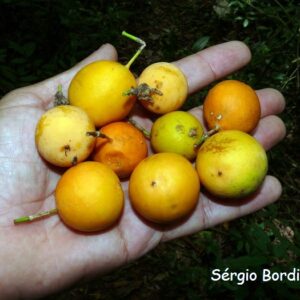 Passiflora elegans Seeds (very rare!)