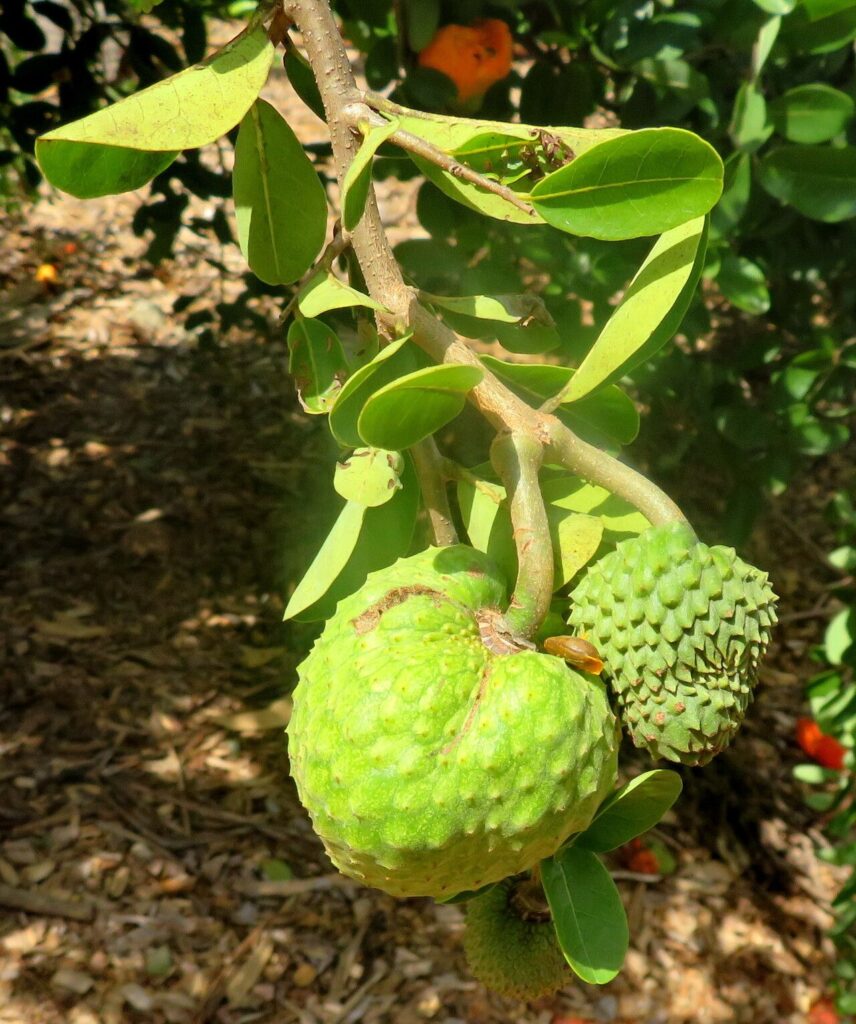 Opened Annona spinescens fruit with orange pulp
