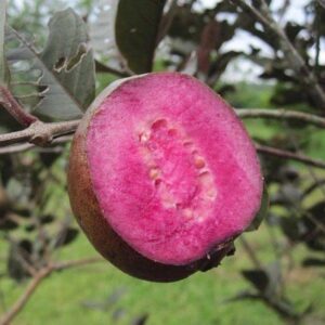Purple Guava (Rare Tropical Variety) Seeds — Psidium guajava — April batch