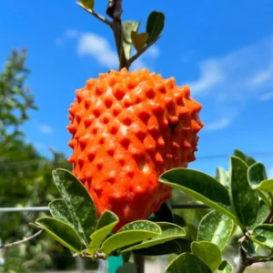 Sprouting! Annona spinescens - Orange soursop -Ultra-rare (July Pre-sale)