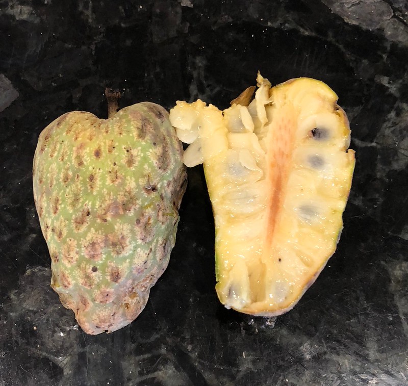 Annona acutiflora — “Araticum-Guiné” (Rare Atlantic-Forest Annona) (mid April Pre-sale), Ultra Rare