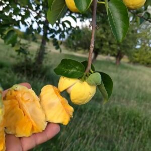 Annona vepretorum — Very Rare Araticum / Pinha da Caatinga Seeds — April batch