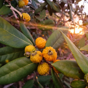 Golden Rib Eugenia, from Bahía, Brasil (hyper rare species!) May/Jun Pre-sale