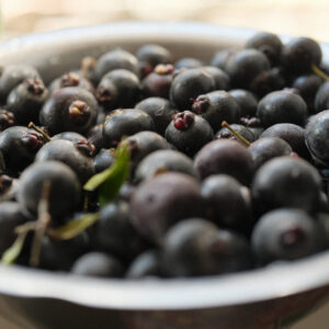 Guabiju from Roca (M. pungens) (April batch)