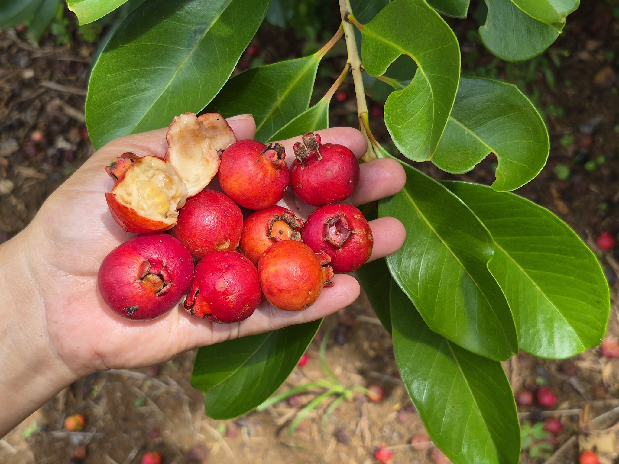 Red Psidium sp. from Ubatuba — Ultra-Rare Atlantic Forest Guava (April Pre-Sale)