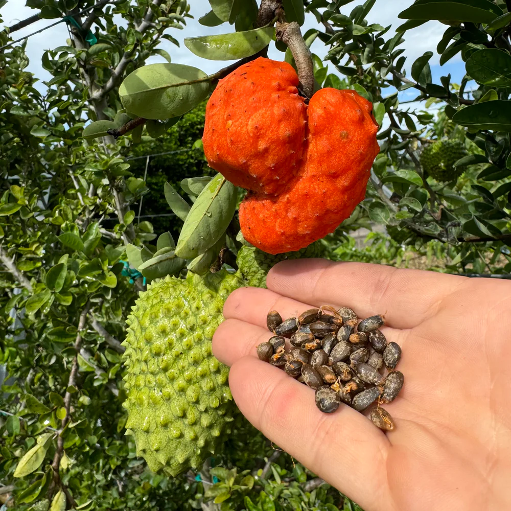 Ripe orange-red Annona spinescens fruit