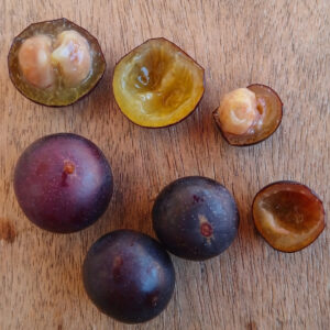 Sprouting Ultra rare Myrciaria caerulescens (May/Jun Batch) -New Stock!