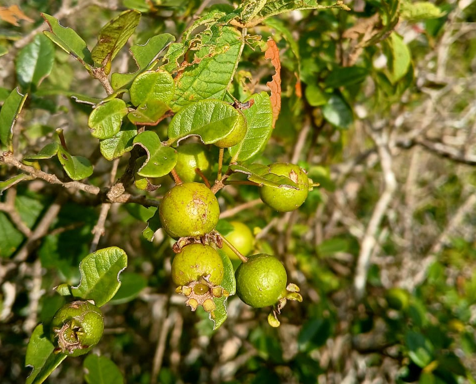 Psidium aff. schenckianum #4 | Ultra Rare variant, pronounced leaf venation , (July Pre-sale)