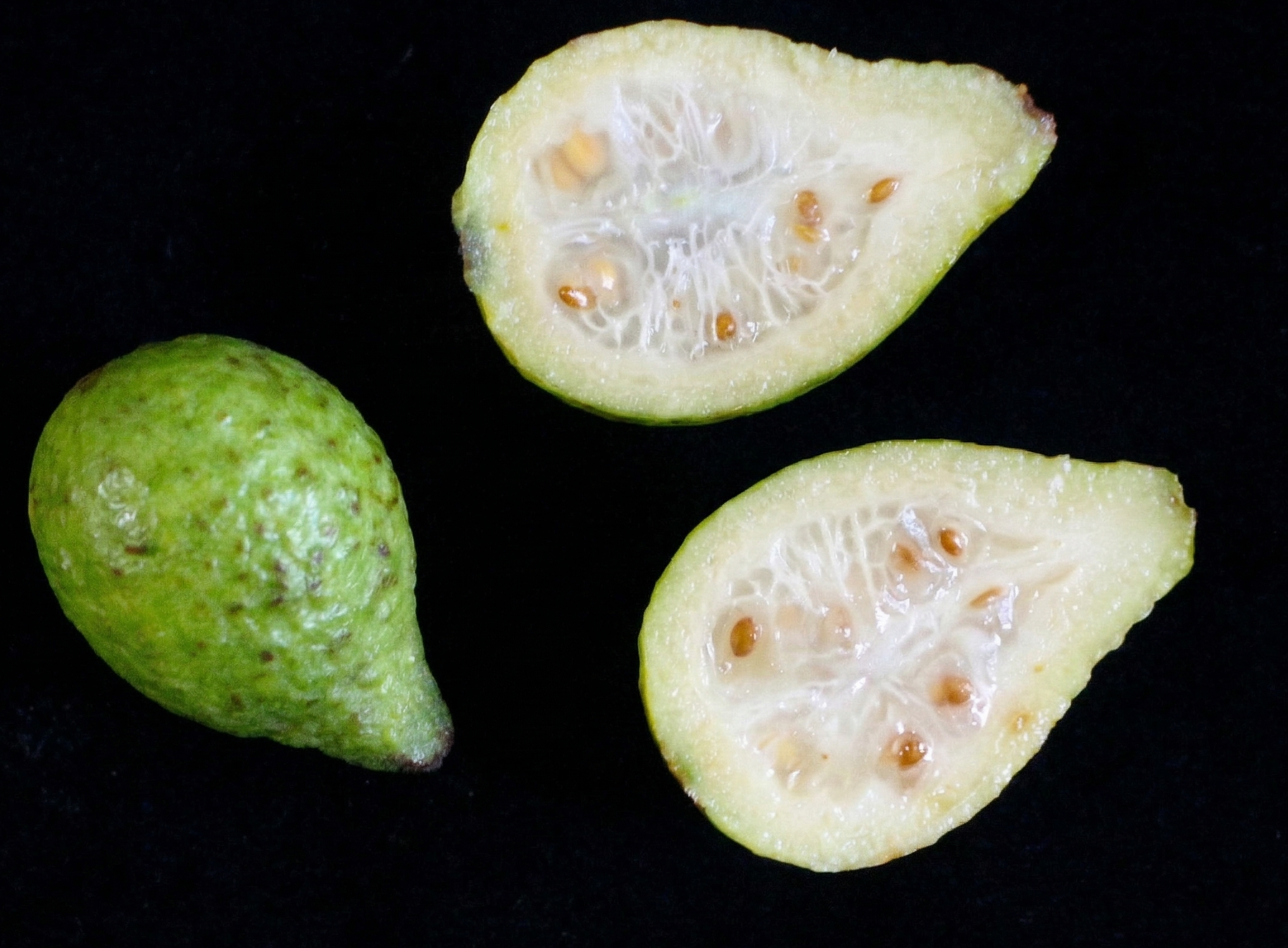 Psidium bahianum — Ultra-Rare species! Kiwi taste