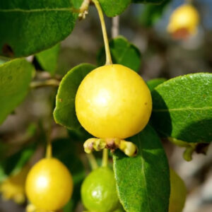 Psidium schenckianum #1: Very Rare Brazilian endemic sp. | June batch