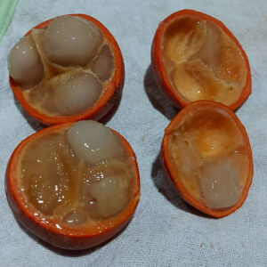 Sprouted! Ultra Rare: Diamantina Orange Pacuri / (May–June) Pre-sale