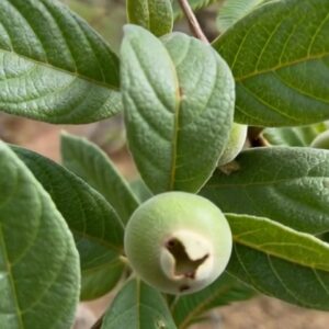 Campomanesia sessiflora — Rare Guabiroba Verde Seeds (May-Jun Batch , new stock!)