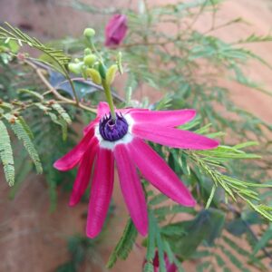 Pasiflora edmundoi — Rare Sweet Passionfruit Seeds / April batch / 10 Seeds pack