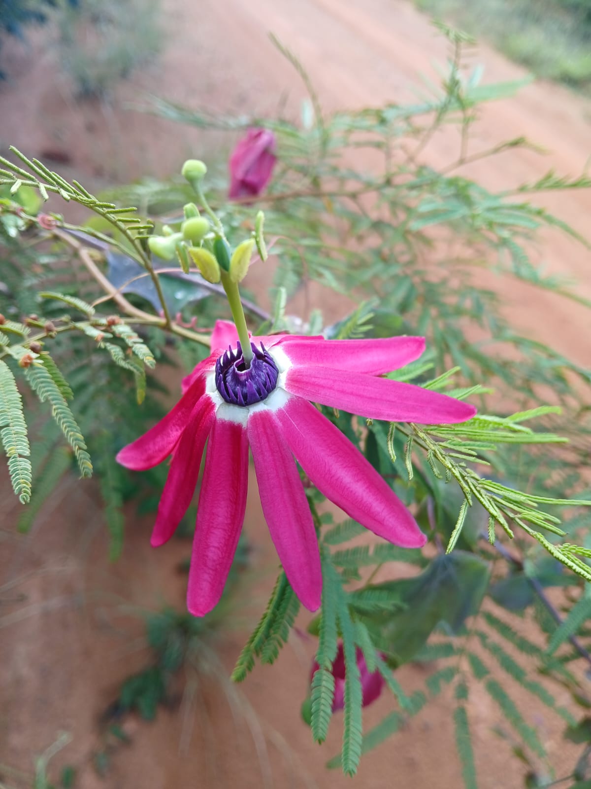 Pasiflora edmundoi — Rare Sweet Passionfruit Seeds / April batch / 10 Seeds pack