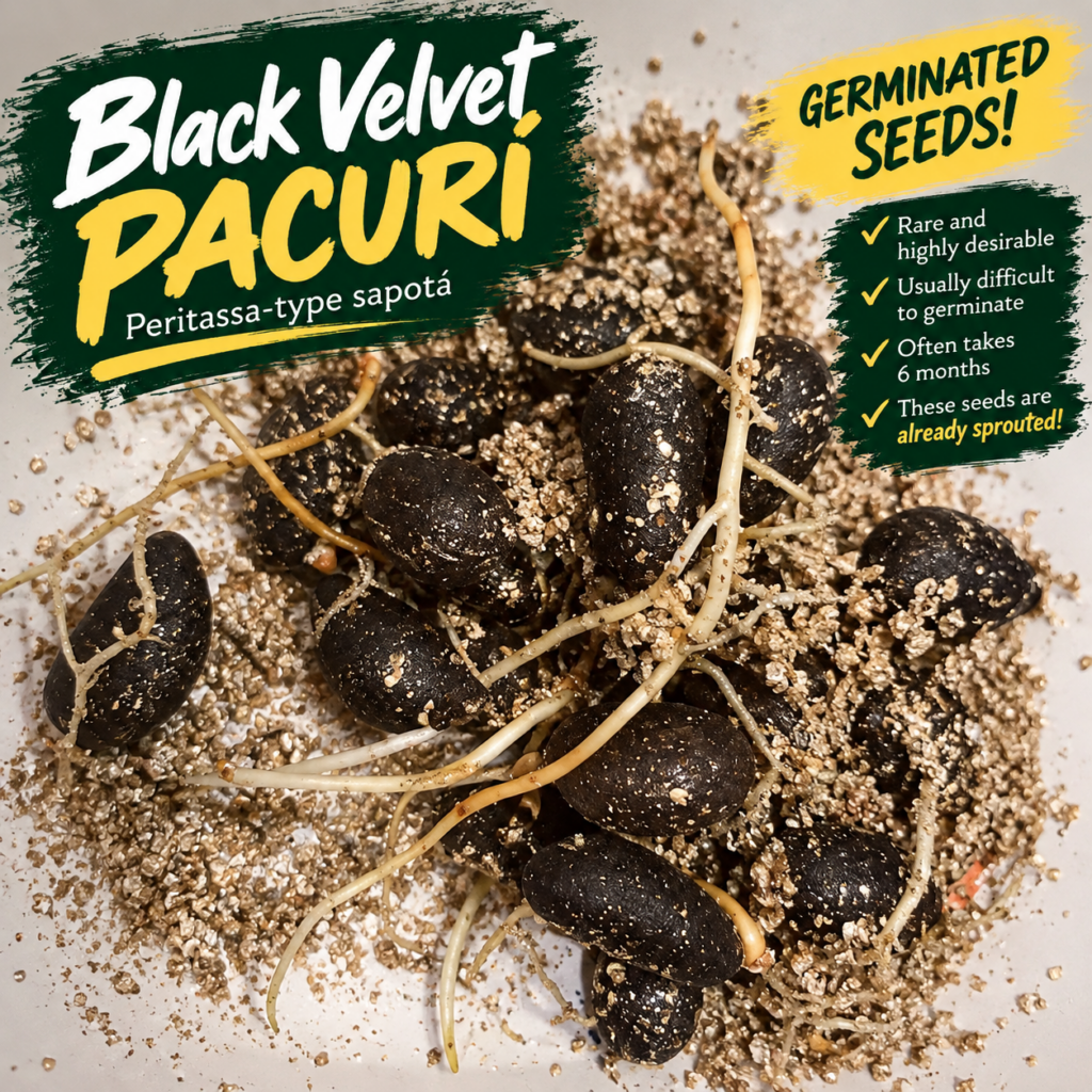 Black Velvet Pacuri germinated seeds with visible roots – October 2026 batch