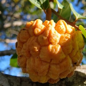 Annona sylvatica Seeds — April batch