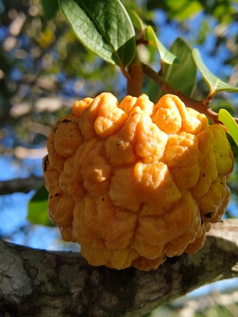 Annona sylvatica Seeds — April batch