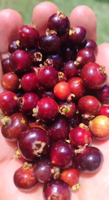 Campomanesia eugenioides, Red / Scarlet Fruited Form (May/Jun Pre-sale)