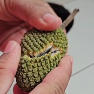 Ultra Rare Annona paludosa – Maranhão Greenish-Yellow Kasim / Guimamin – (May/June Pre-Sale)