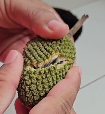 Ultra Rare Annona paludosa – Maranhão Greenish-Yellow Kasim / Guimamin – (May/June Pre-Sale)