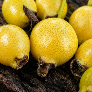 Ultra Rare: Psidium ganevii — Rare Bahia / Caatinga Guava — =May/June Pre-Sale)