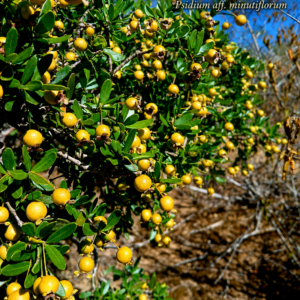 Psidium minutiflorum – Ultra-Rare Bahia Arazá (Sweet Selection) (July Batch)