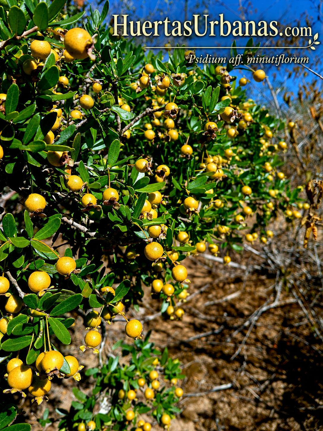 Psidium minutiflorum – Ultra-Rare Bahia Arazá (Sweet Selection) (July Batch)