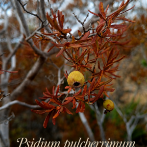 Ultra Rare: Psidium pulcherrimum — Beautiful Bahia Guava — (May/June Pre-Sale)