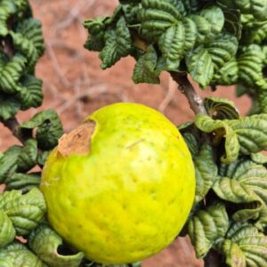 Ultra-rare: Araçá dos Andes — Psidium sp. (May/June Pre-Sale)