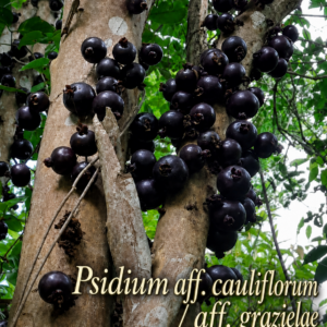 Psidium cf. grazielae #2 - Tasty & Fast-Growing Ultra-Rare Arazá (July Batch)