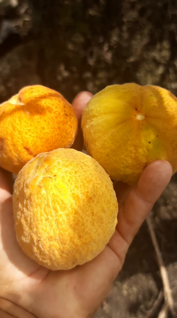 Three large fruits of Eugenia sp. Bola Dourada