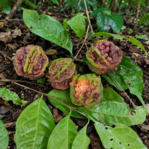 Eugenia sp. “Carambola do Ilhéus” - Ultra rare (July Batch)