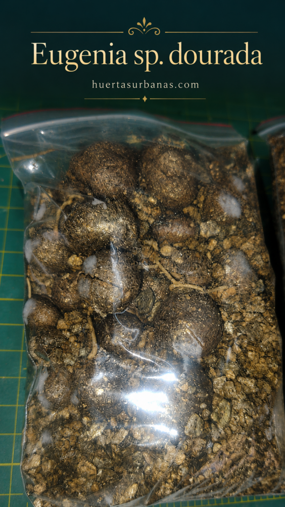 Large golden fruit of Eugenia sp. Bola Dourada from Minas Gerais